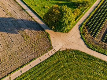 Concrete dirt roads meet between fields at a prominent tree in rural germany seen by a drone