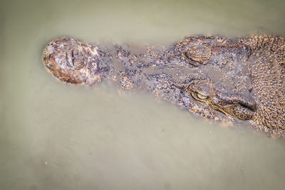 High angle view of crocodile in water