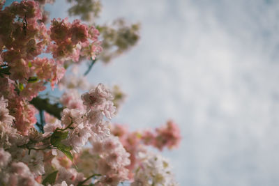 Close-up of pink cherry blossoms