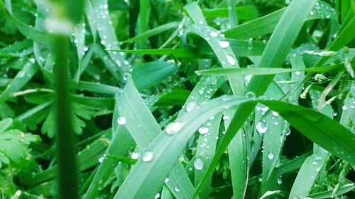 Close-up of wet plant leaves during rainy season