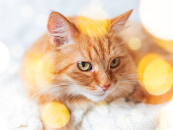 Cute ginger cat on knitted sweater. curious fluffy pet with warm beige clothes. light bulbs bokeh.