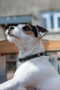 Close-up of a dog looking away