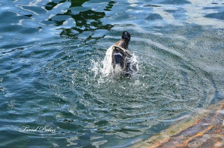 animal themes, water, one animal, animals in the wild, wildlife, waterfront, swimming, bird, rippled, high angle view, lake, splashing, motion, nature, day, reflection, outdoors, no people, zoology, duck