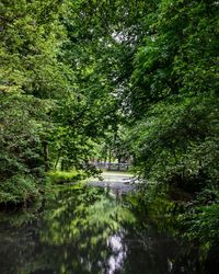 Scenic view of lake in forest