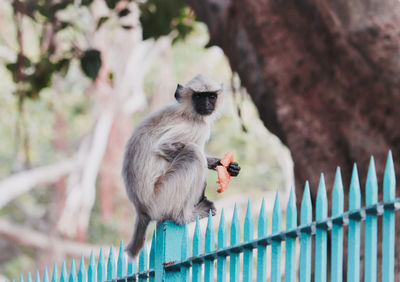 Monkey sitting on a fence