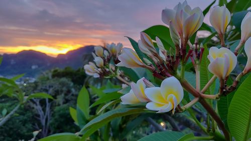 Close-up of flowering plants against sky during sunset