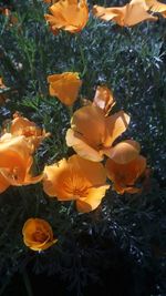 Close-up of flowers in park