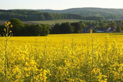 Scenic view of oilseed rape field