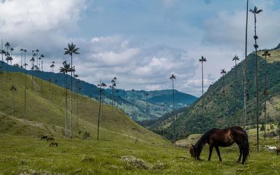 Horse in a mountain quindio colombia