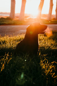 Close-up of person on field against sky during sunset