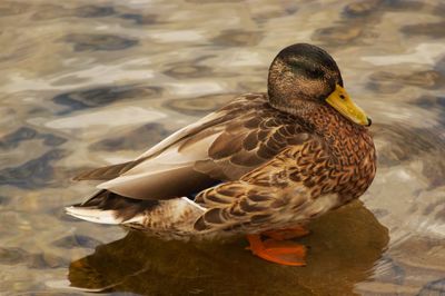 High angle view of mallard duck swimming in lake