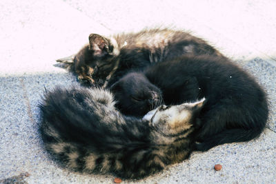 High angle view of cat sleeping