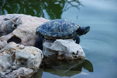 View of turtle on rock by lake