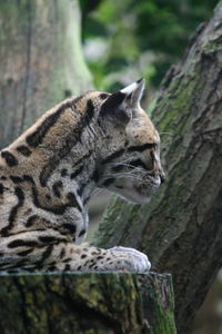 Close-up of an ocelot