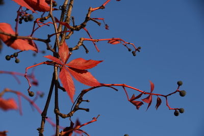 Low angle view of tree against clear sky