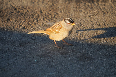 Close-up of bird perching on road