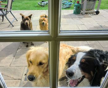 Dog looking through window