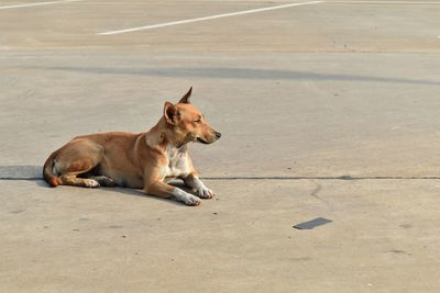 Dog lying on the road