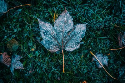 High angle view of maple leaf on field