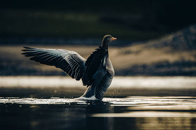 Goose flying over lake