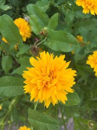 Close-up of yellow flowers blooming outdoors