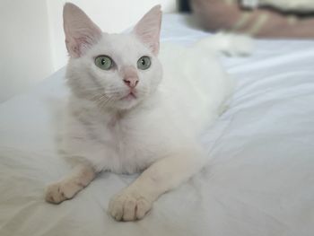 Close-up portrait of a cat