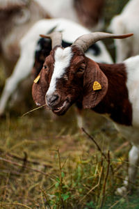 Goat chewing a blade of grass