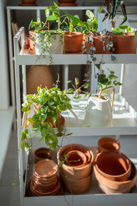 Potted plant on table