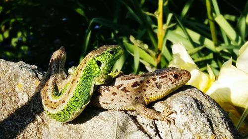Close-up of lizard on rock