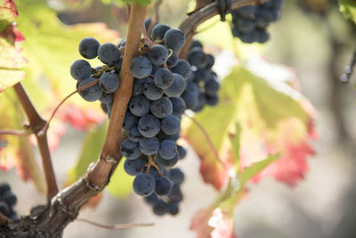 Close-up of grapes growing in vineyard