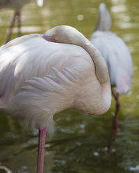 Pink flamingo in the farm