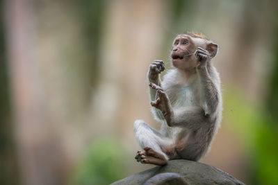 View of monkey eating