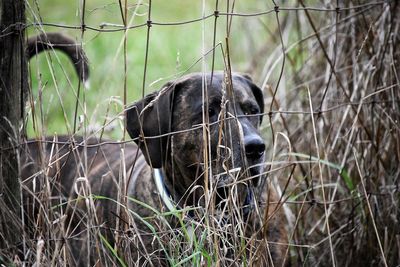 Close-up of dog in grass