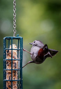 Catbird on the cage