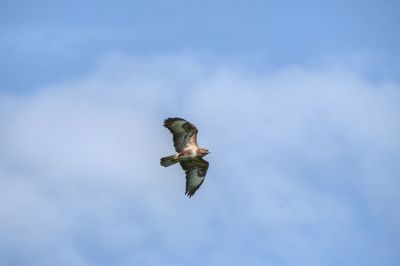 Low angle view of bird flying in the sky