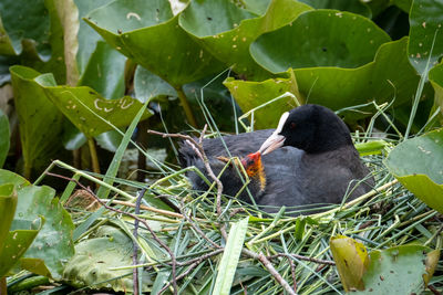 View of bird perching on plant