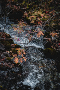 Scenic view of waterfall in forest