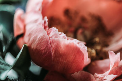 Close-up of pink rose