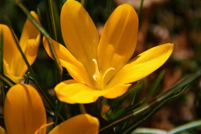 Close-up of yellow crocus flower