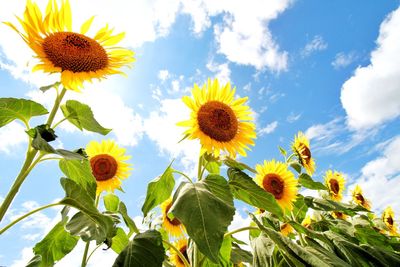 Low angle view of sunflower field against cloudy sky