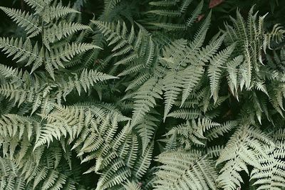 Full frame shot of plants