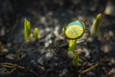 Close up craft ring with natural leaf concept photo