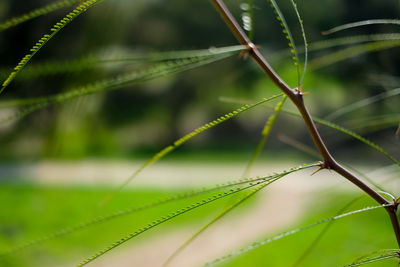 Close-up of leaf on grass