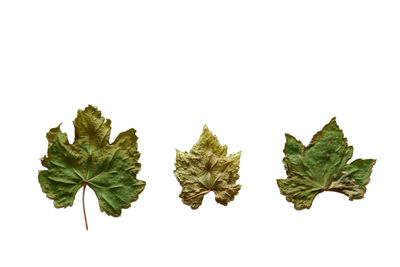 Close-up of leaves against white background