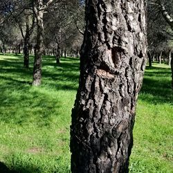 Trees in park