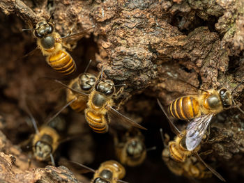 Close-up of bumblebee