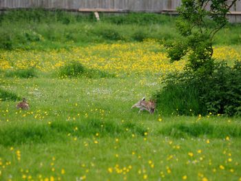 Scenic view of grassy field