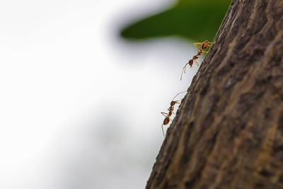 Close-up of ant on tree trunk