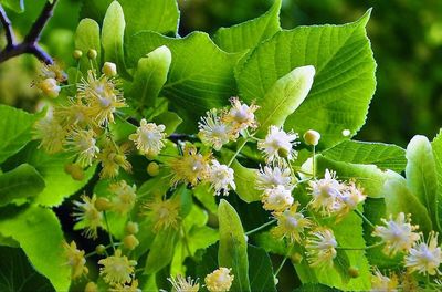 Close-up of flowers