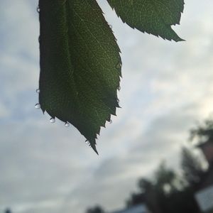 Close-up of leaves